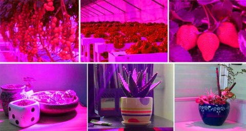Lampa 200 LED do wzrostu uprawy roślin Lampa 200 LED do wzrostu uprawy roślin