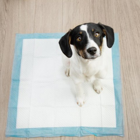 Podkład higieniczny 60x60cm 100szt. Purlov 21601 Podkład higieniczny 60x60cm 100szt. Purlov 21601